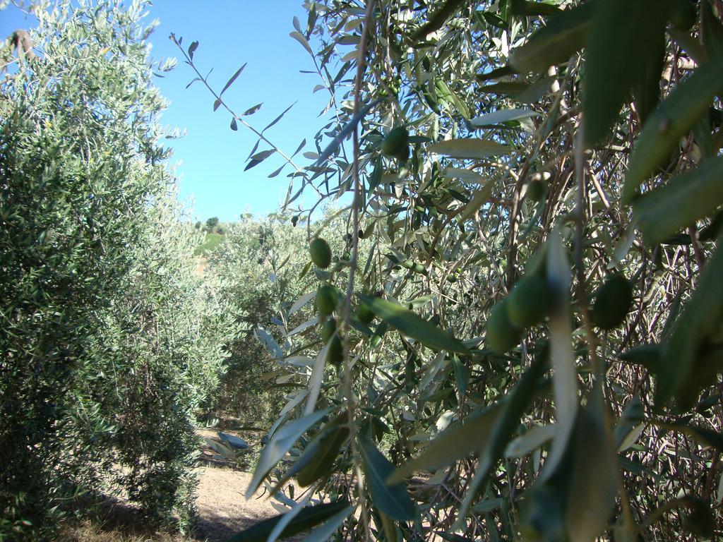 Agriturismo Podere Selvette カンパニャーティコ エクステリア 写真
